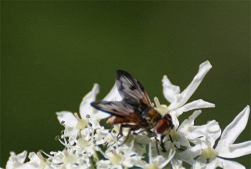 Ectophasia crassipennis